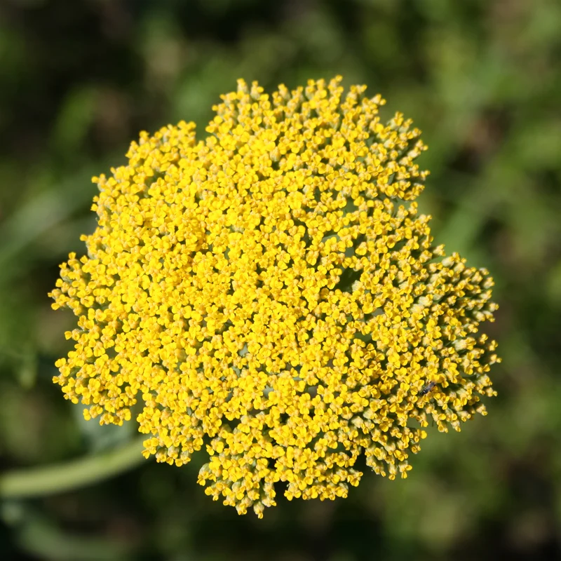 Achillée Cloth Of Gold