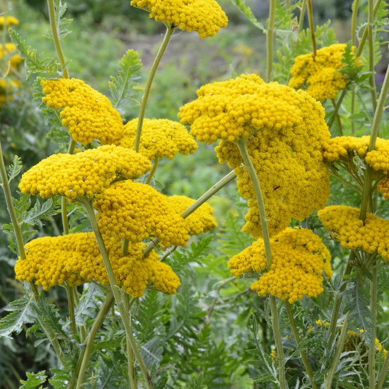 Achillée Cloth Of Gold
