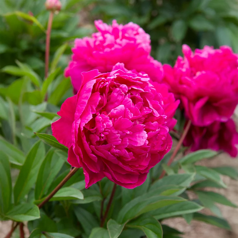Pivoine de Chine Felix Crousse