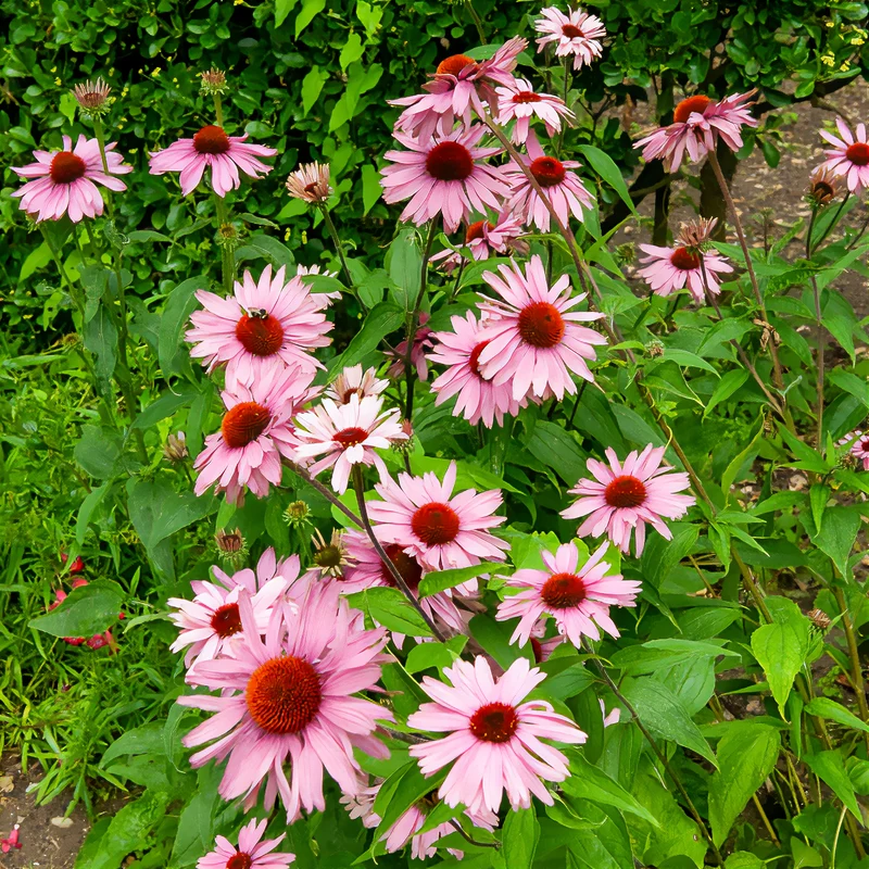 Echinacée pourpre