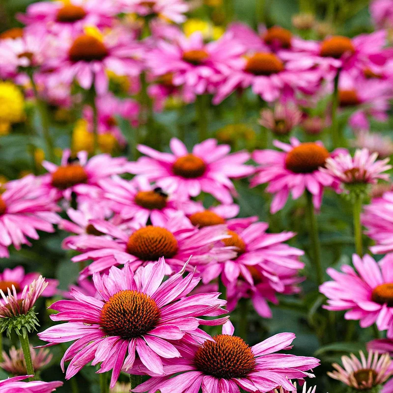Echinacée pourpre