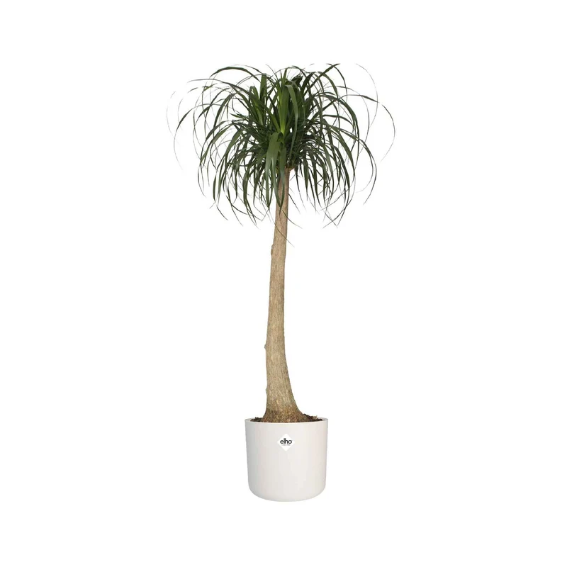 Elho Cache-pot B for soft rond blanc