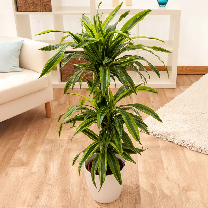 Dracaena Lemon Lime