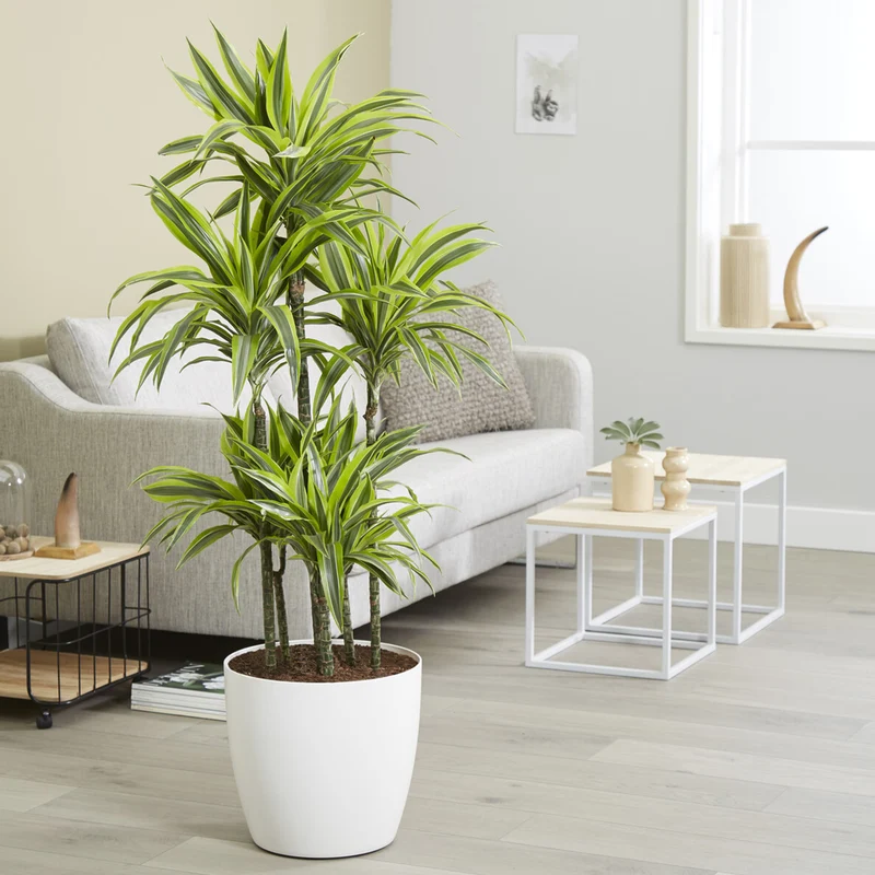 Dracaena Lemon Lime