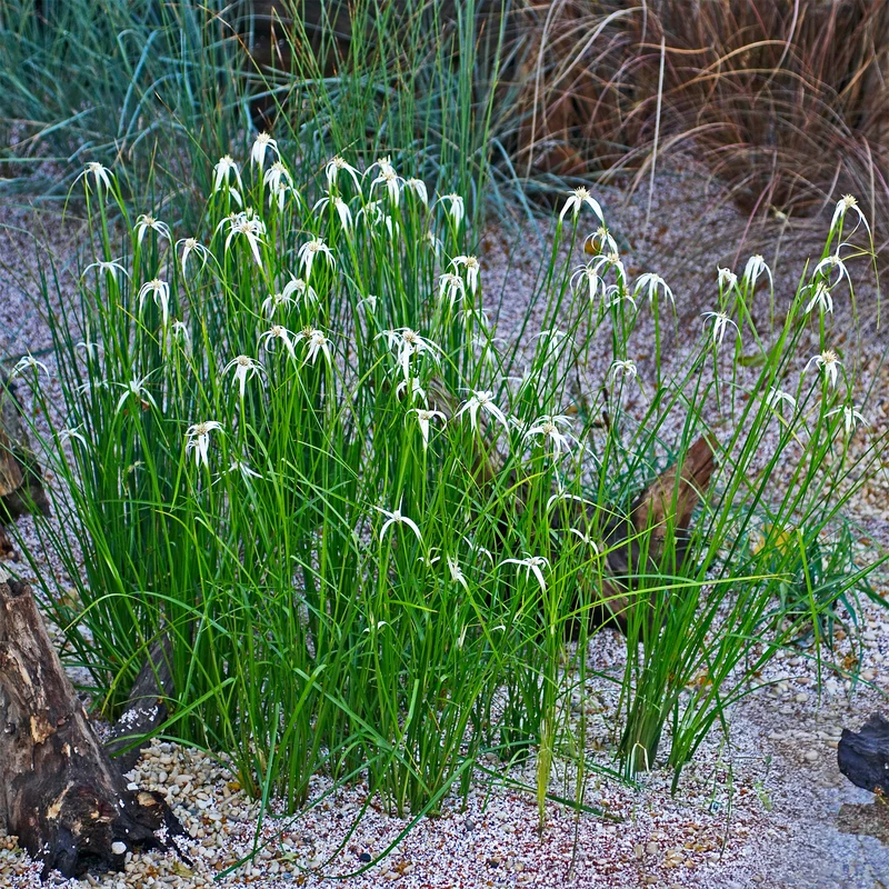 Herbe étoilée