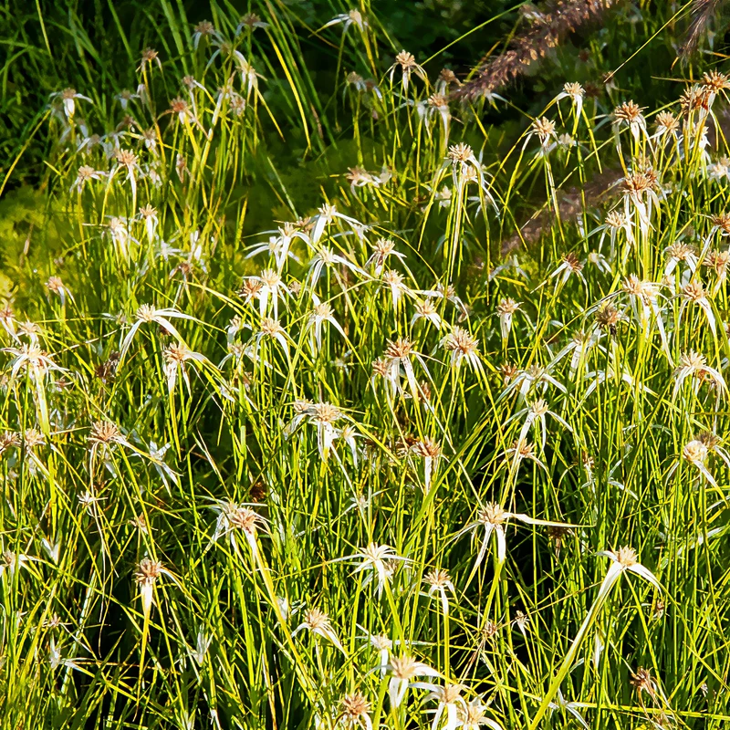 Herbe étoilée