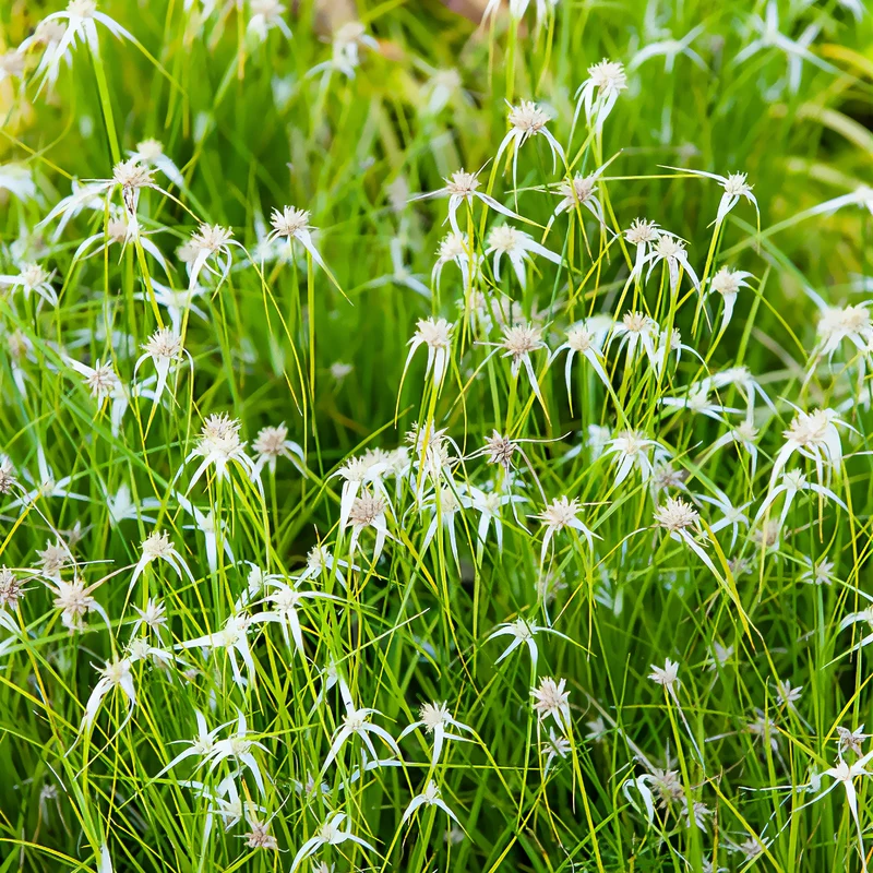Herbe étoilée