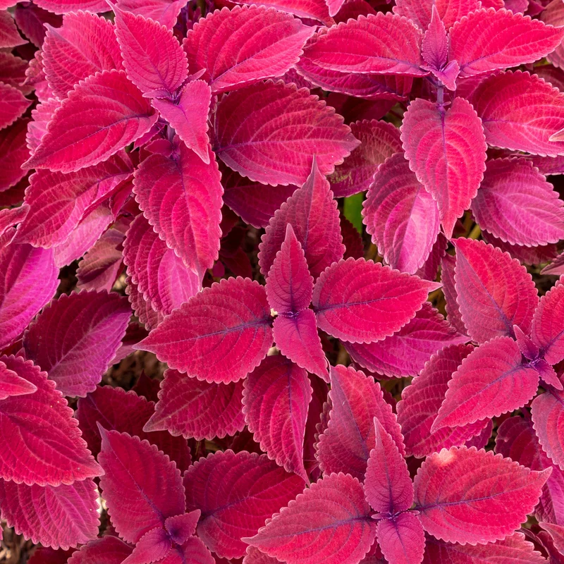 Coleus Red Head