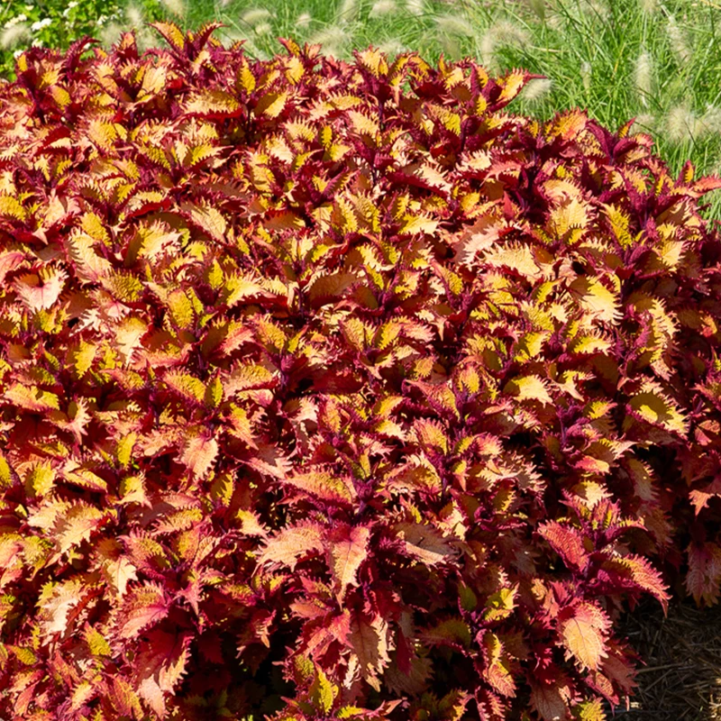 Coleus Henna