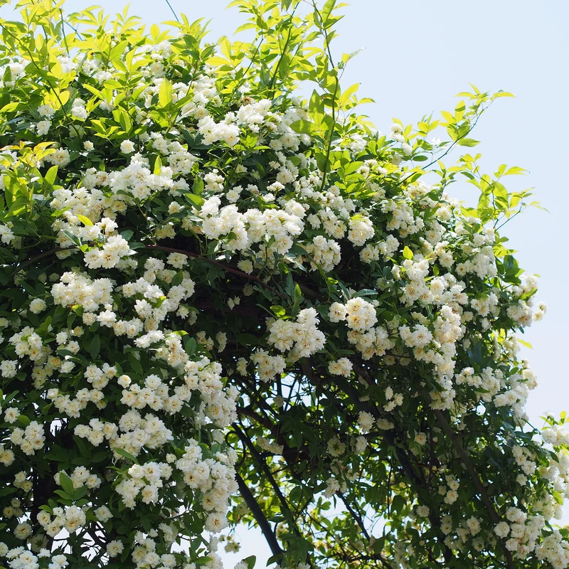 Rosier grimpant de Banks blanc