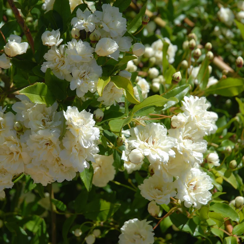 Rosier grimpant de Banks blanc