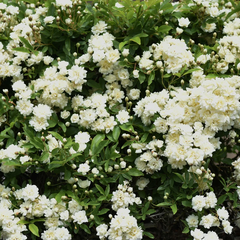 Rosier grimpant de Banks blanc