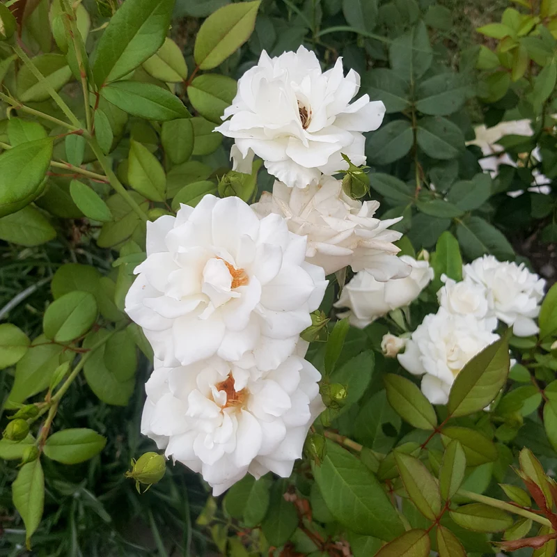 Rosier grimpant de Banks blanc