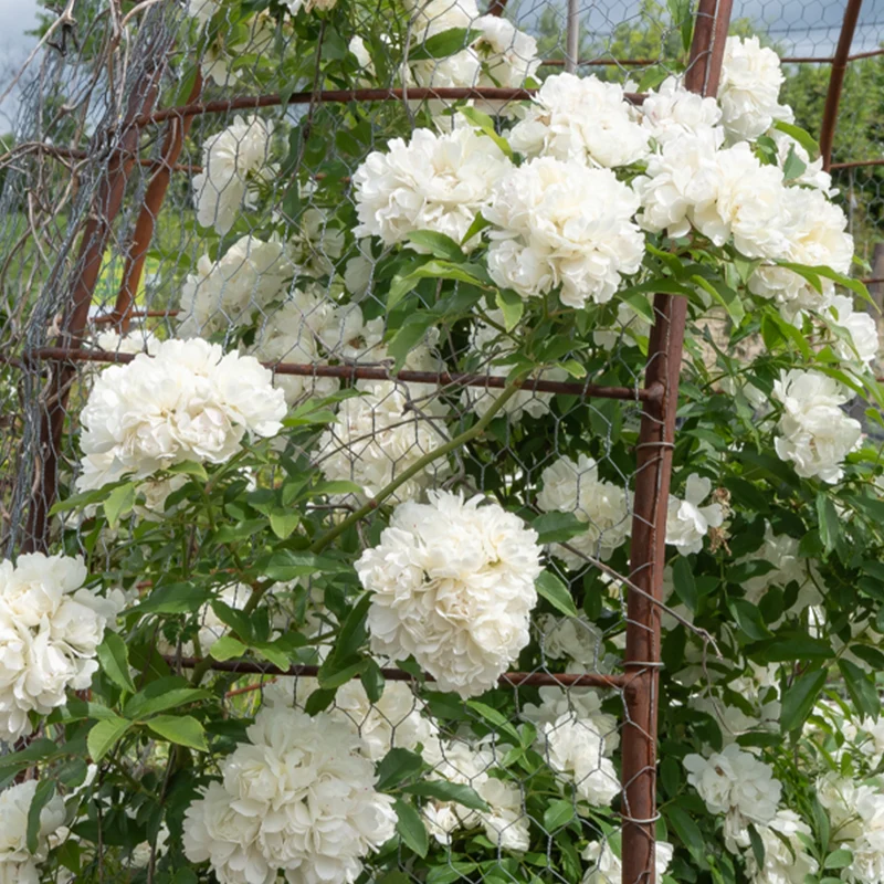 Rosier grimpant de Banks blanc