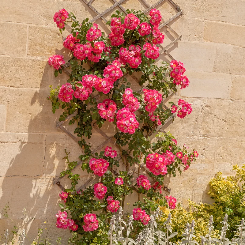 Rosier liane American Pillar
