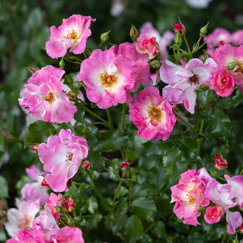 Rosier liane American Pillar