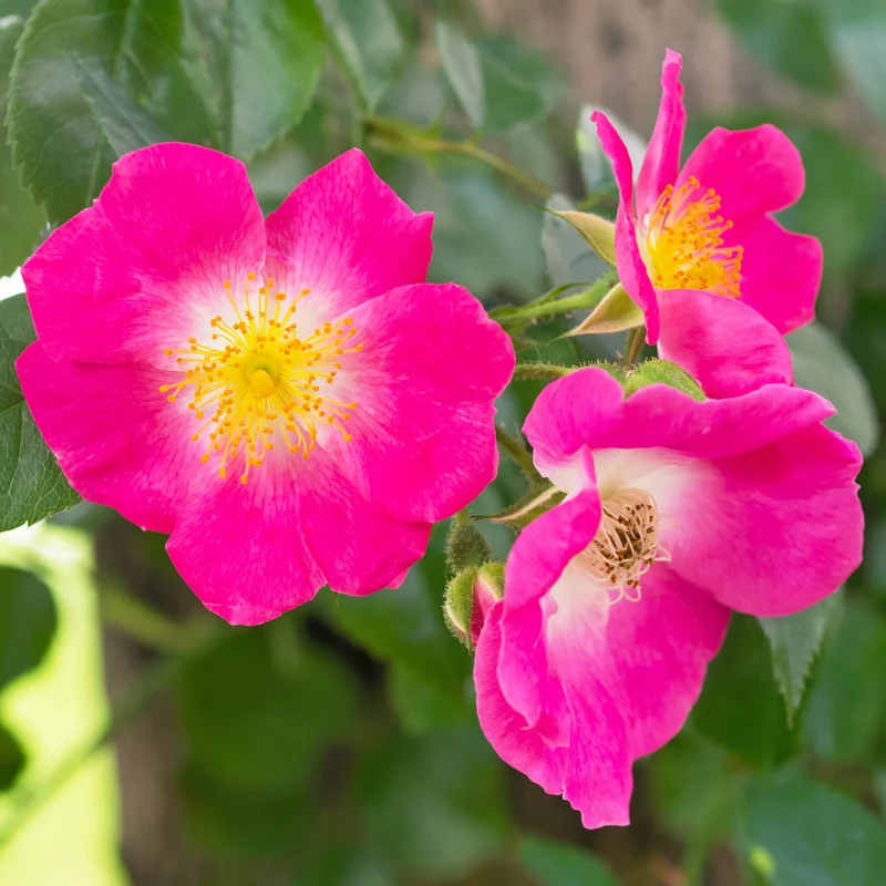 Rosier liane American Pillar
