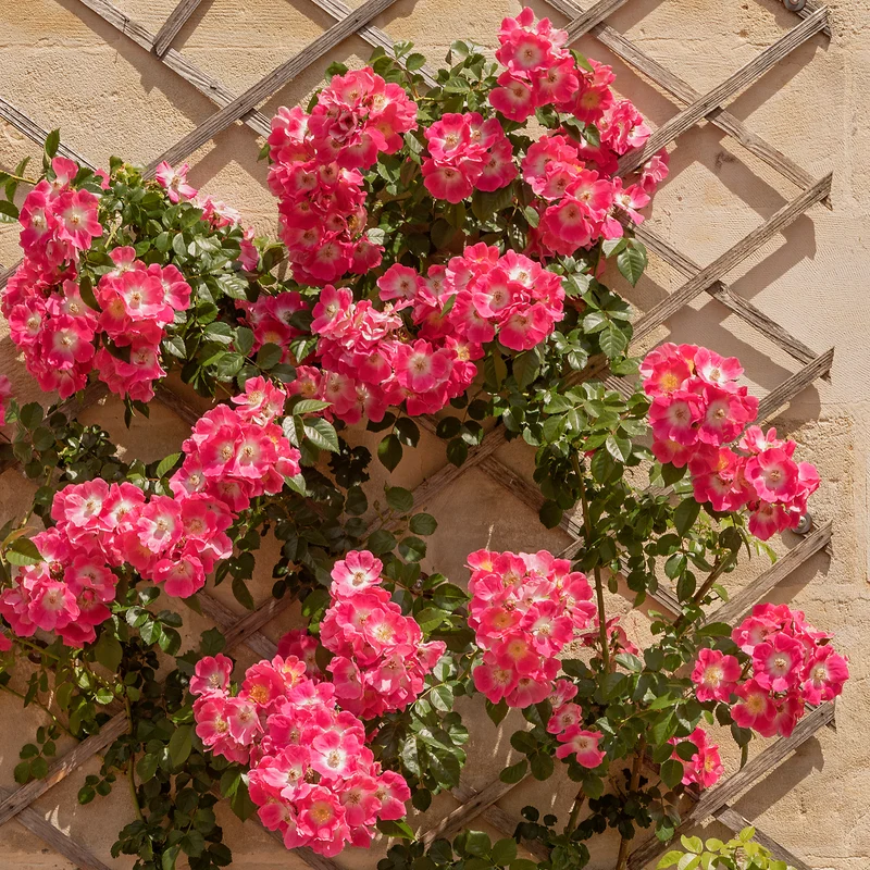 Rosier liane American Pillar