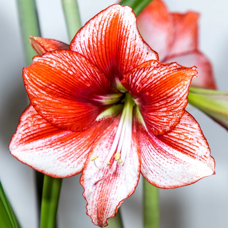 Amaryllis Showmaster