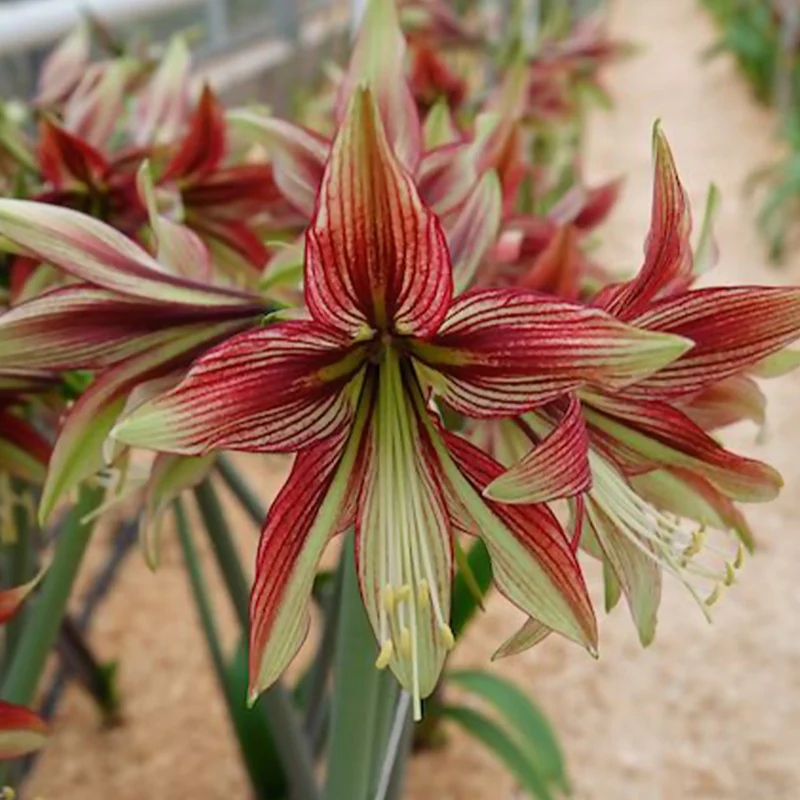 Amaryllis Mystica