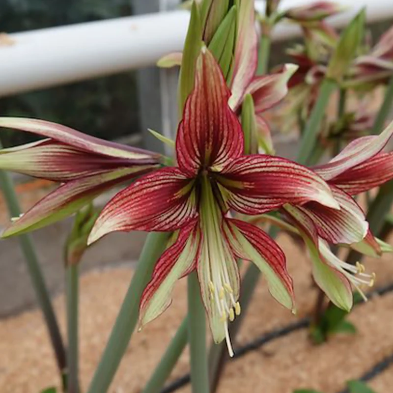 Amaryllis Mystica