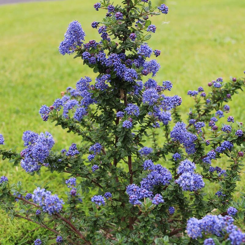 Céanothe Dark Star