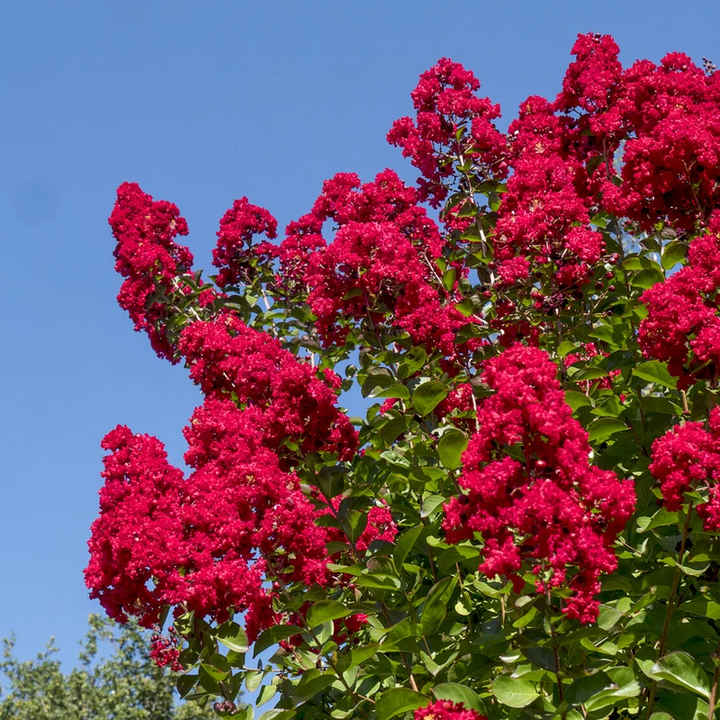 Lilas des Indes Dynamite