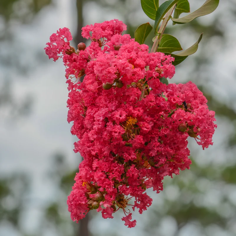 Lilas des Indes Dynamite