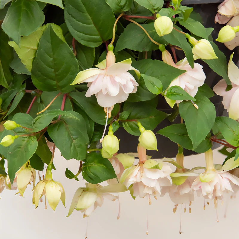 Fuchsia retombant Pink Marshmallow