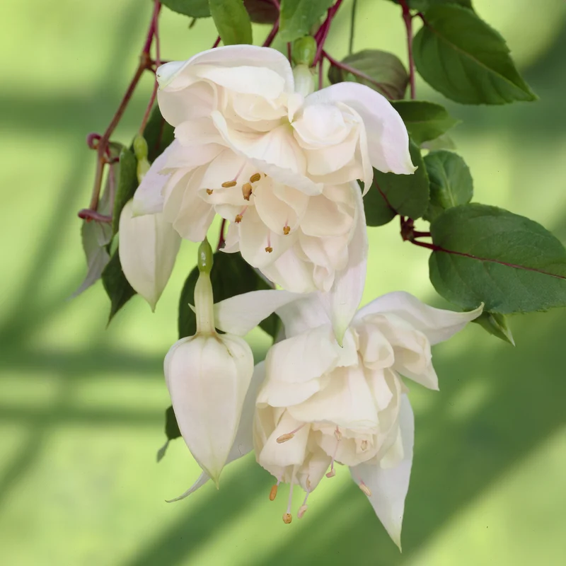 Fuchsia retombant Pink Marshmallow
