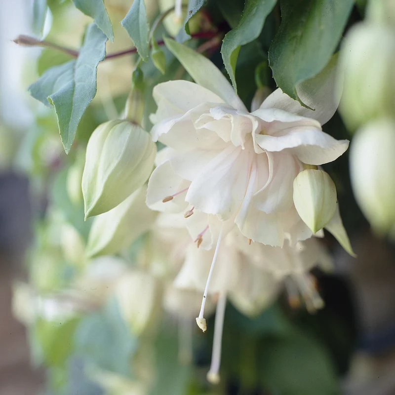 Fuchsia retombant Pink Marshmallow