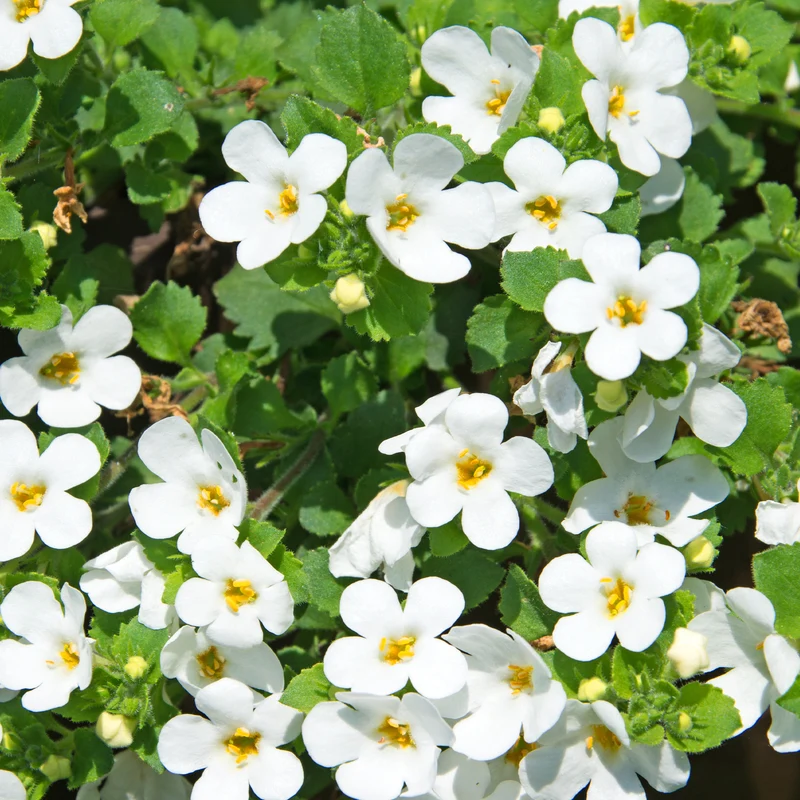 Bacopa blanc