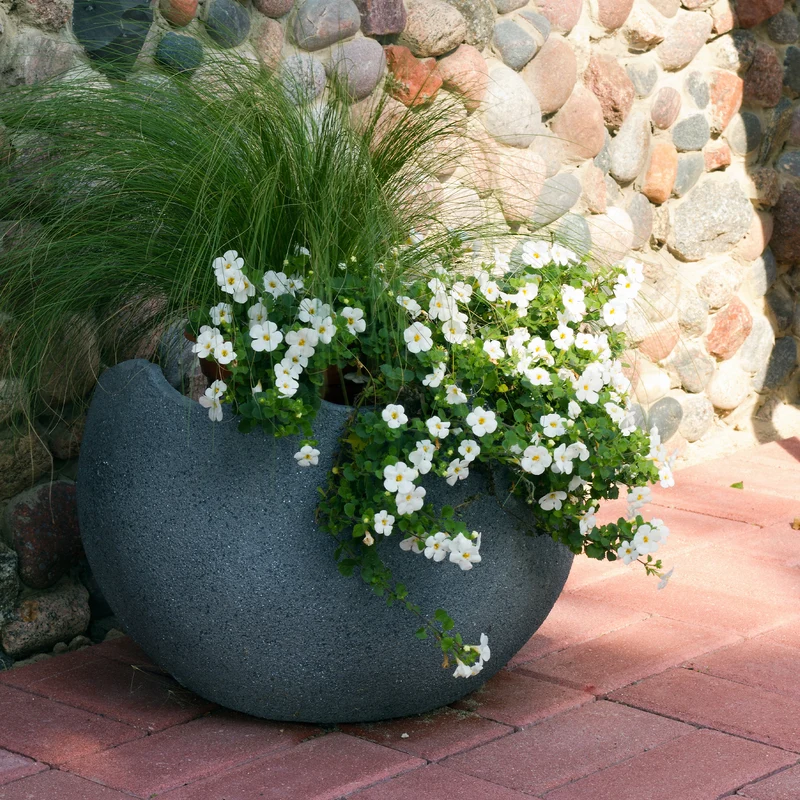 Bacopa blanc