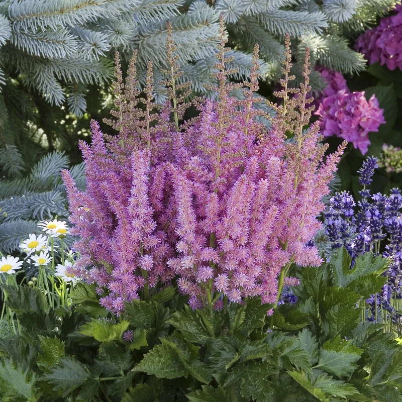 Astilbe Little Visions in Purple®