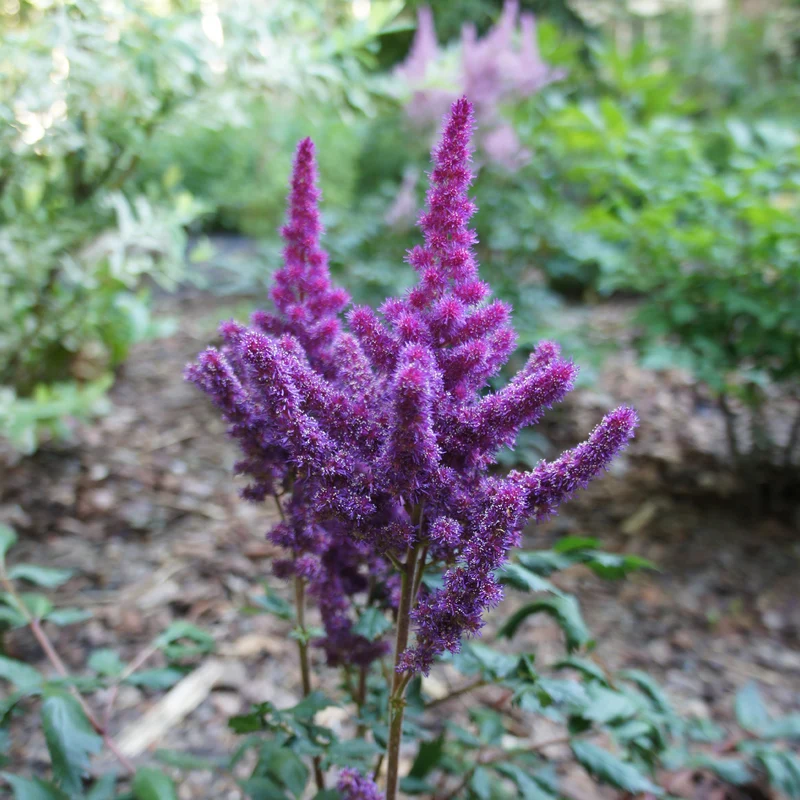 Astilbe Little Visions in Purple®