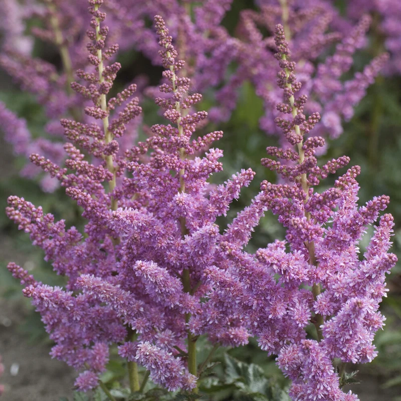 Astilbe Little Visions in Purple®
