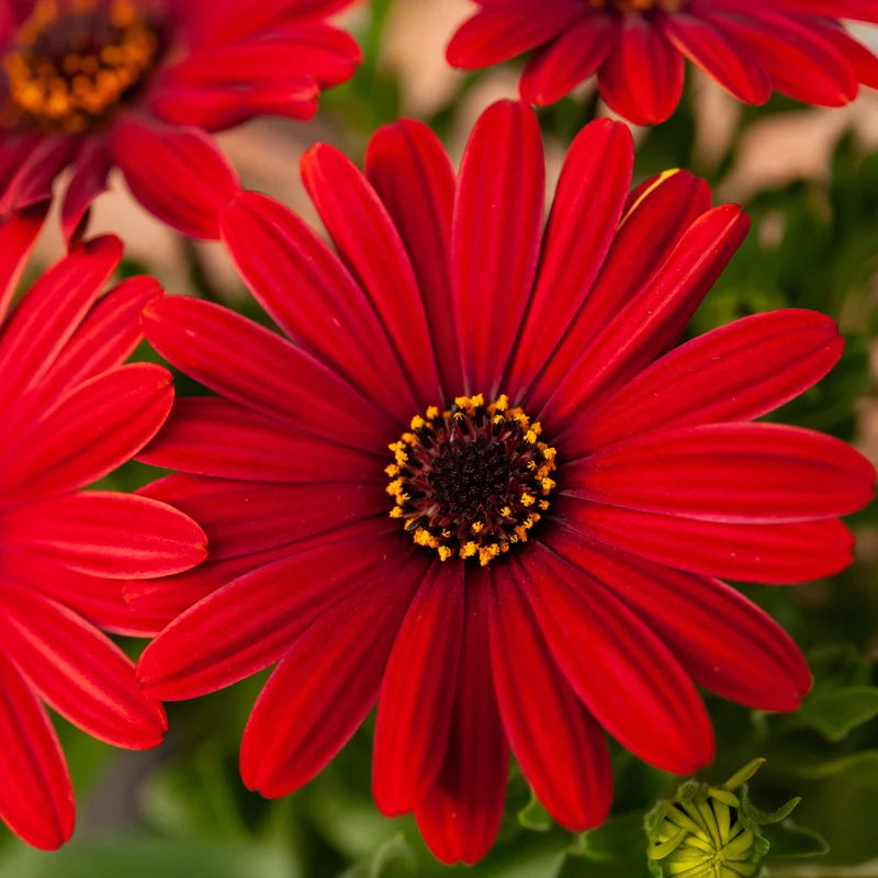 Marguerite du Cap rouge - Oestospermum