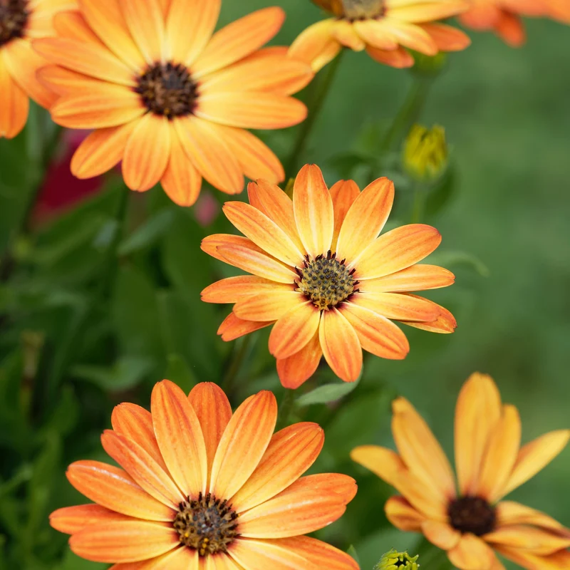 Marguerite du Cap orange - Oestospermum