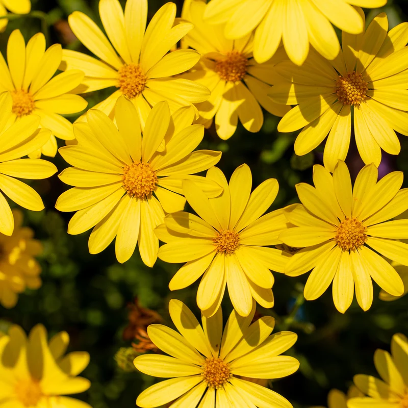 Marguerite du Cap jaune - Oestospermum