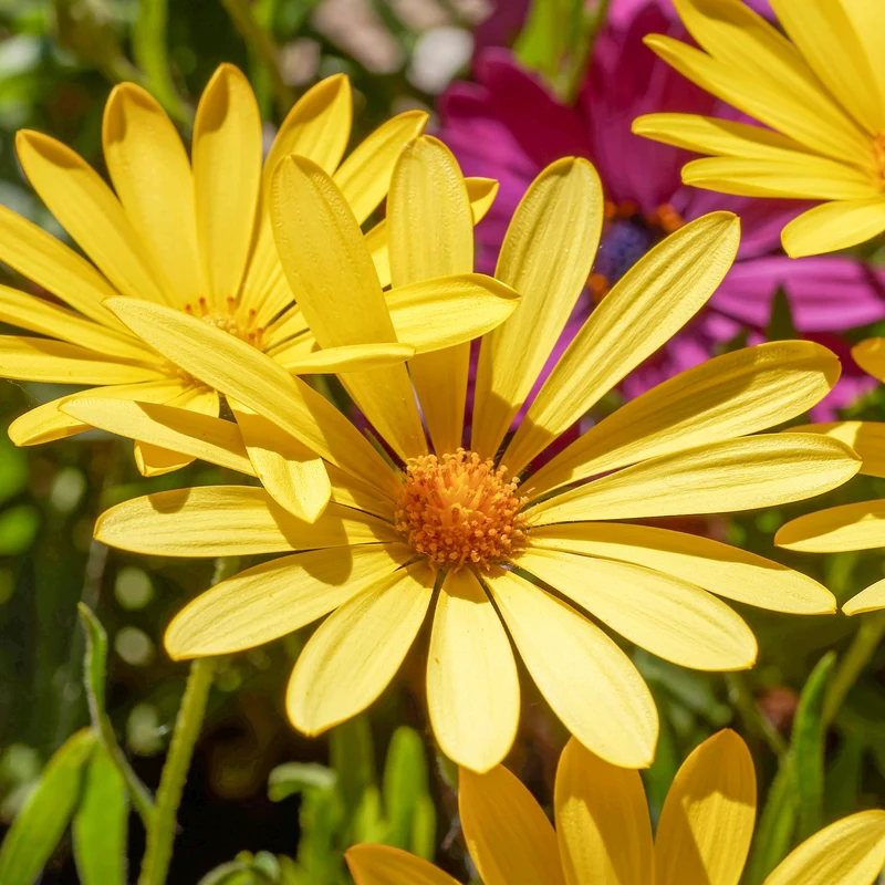 Marguerite du Cap jaune - Oestospermum