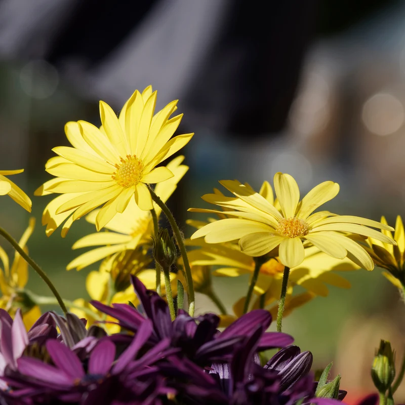 Marguerite du Cap jaune - Oestospermum