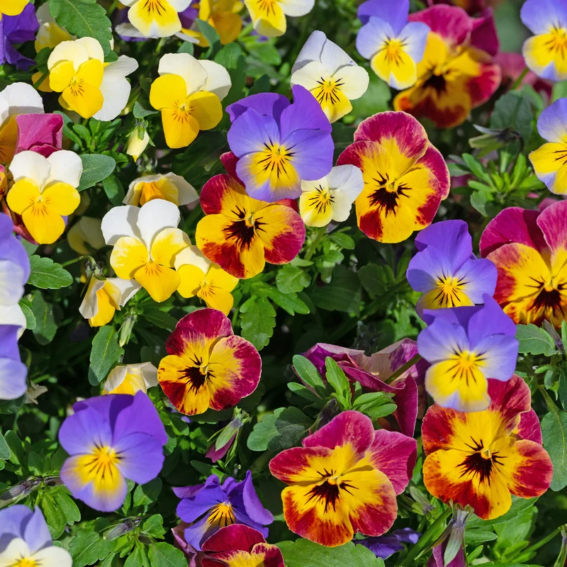 Violette cornue