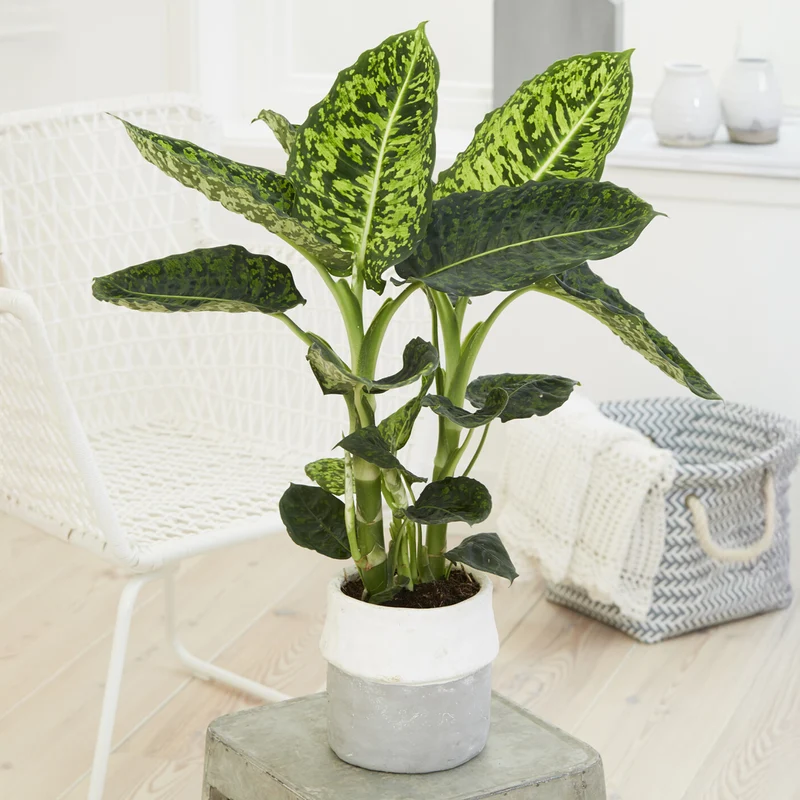 Dieffenbachia Reflector