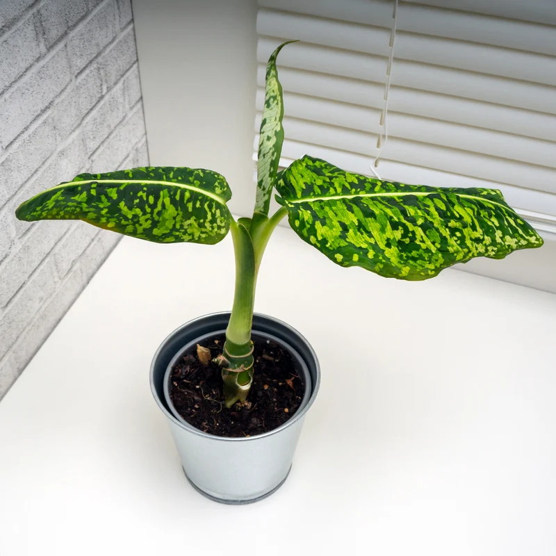 Dieffenbachia Reflector