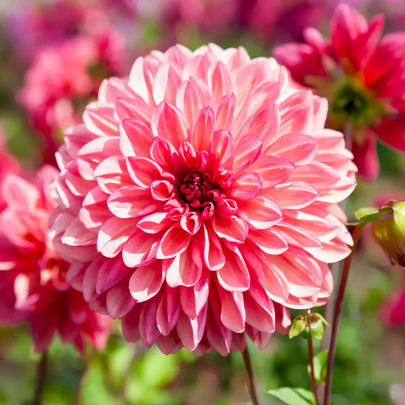 3 Dahlias décoratifs Bacardi