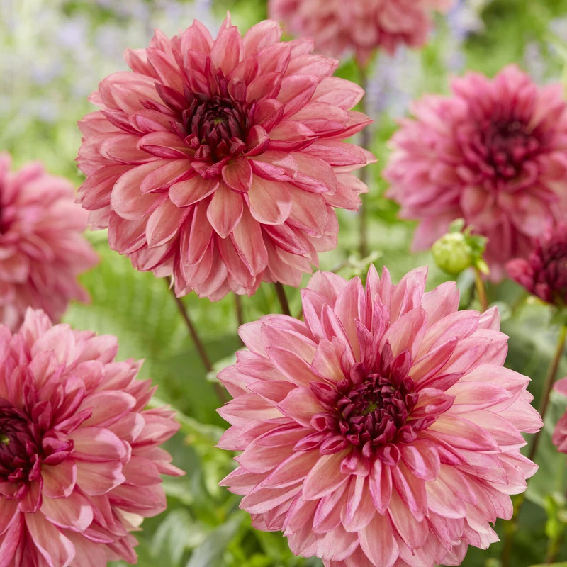 3 Dahlias décoratifs Bacardi