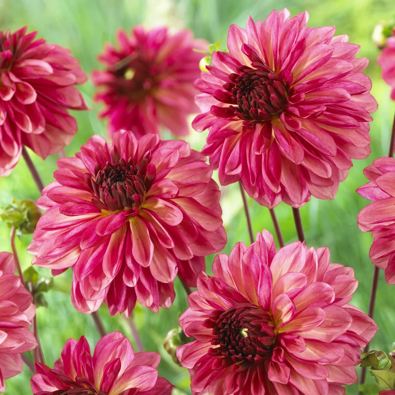 3 Dahlias décoratifs Bacardi