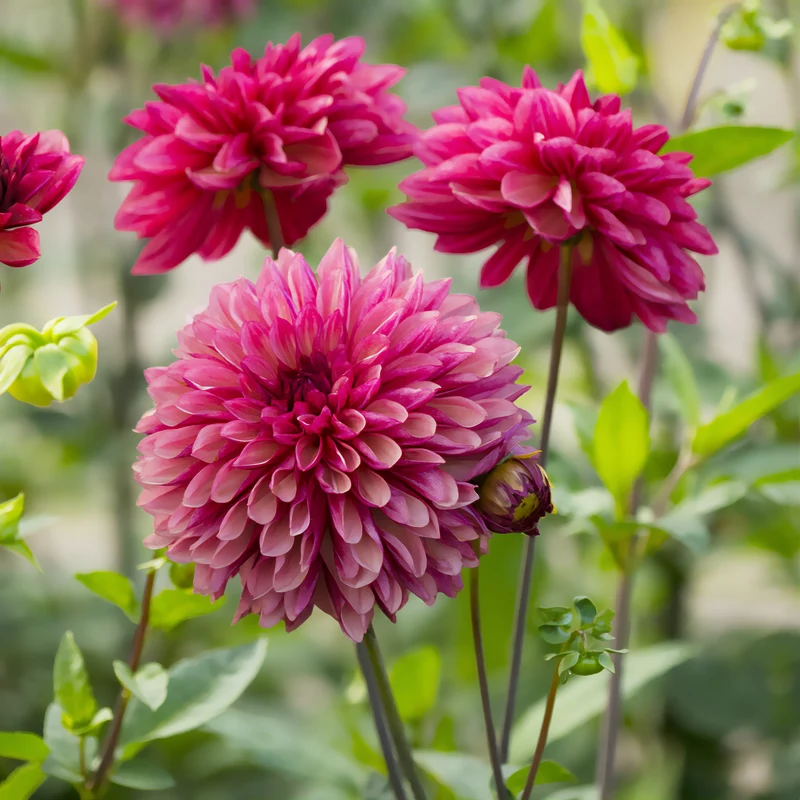3 Dahlias décoratifs Bacardi