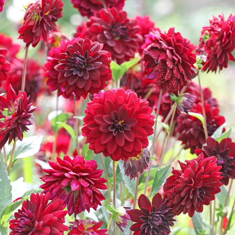 Dahlia décoratif Arabian Night