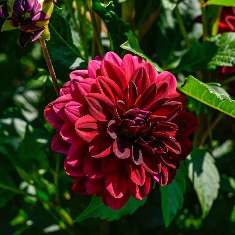 Dahlia décoratif Arabian Night